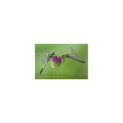 Acheter Sony SEL70200G2 F/4 - F/22
