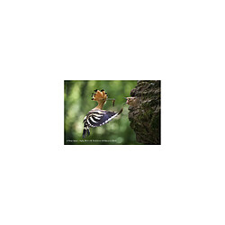 Avis Sony SEL70200G2 F/4 - F/22