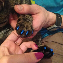 Avis Capsules Ongles Chat Wewoo