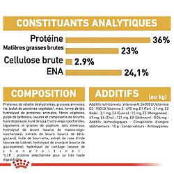 Acheter Royal Canin Maine Coon Kitten