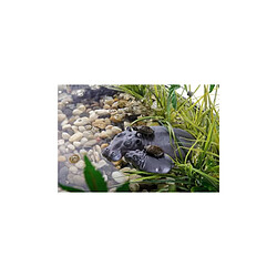 Exo Terra Hippo Turtle Island