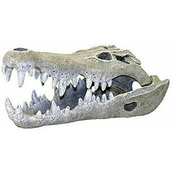 Eurovideo Vg Rosewood Crâne de Crocodile Petit