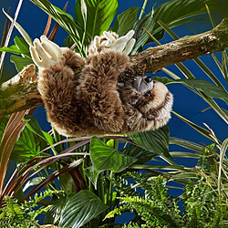 Living Nature Paresseux