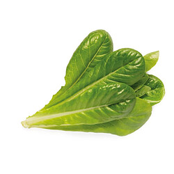Click & Grow Click and Grow Laitue Romaine Smart Garden