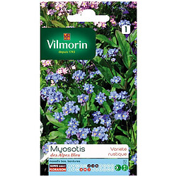 Vilmorin Graines Myosotis des Alpes Bleu
