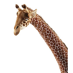 Hansa Peluche géante girafe - Marron