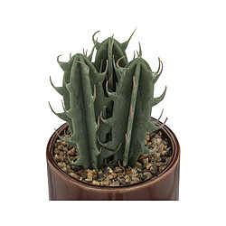 But Plante Botanique BOTA Bordeaux - H10