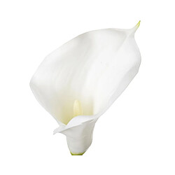 Tige AROME H. 75 cm - Ivoire - But