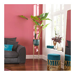 Bananier H. 120 cm - But