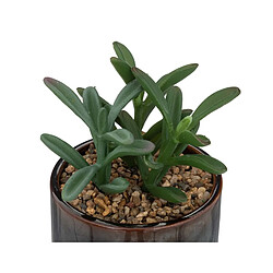 But Plante botanique Bota 10cm noir