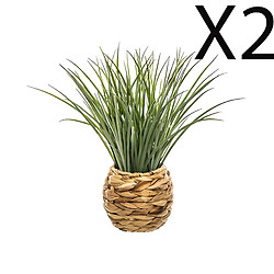 Pegane Plantes vertes en jacinthe