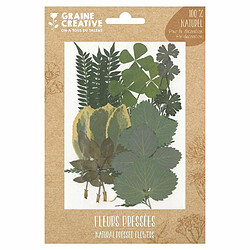 Plante d'intérieur Graine Créative