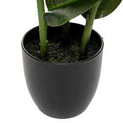 Avis Atmosphera Ficus Robusta H.120 cm