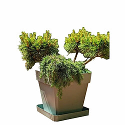 Riviera Pot de fleurs - Marron