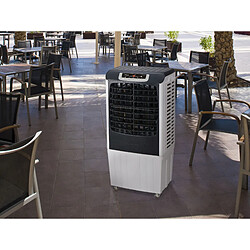 Avis Purline RAFY 185