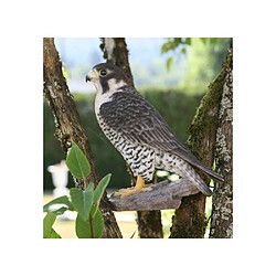 Vivid Arts Faucon Pèlerin en Résine - 26 cm