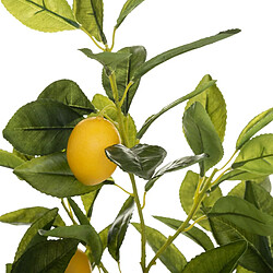 Plante d'intérieur