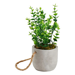 But Plante Flora Suspendue