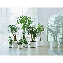 Elho b.for soft rond 35 - Ø34,5 x 32,3 cm - Bois pas cher