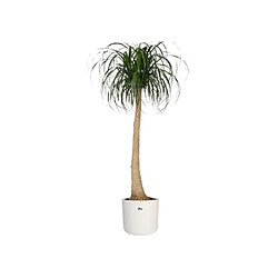 Avis Elho b.for soft rond 35 - Ø34,5 x 32,3 cm - Bois