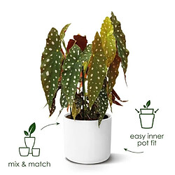 Pots & cache-pots