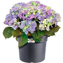Avis Elho pot de fleurs rond - Terracotta