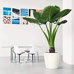 Acheter Pot de fleurs rond plastique - Noir