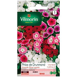 Vilmorin Phlox de Drummond Varié