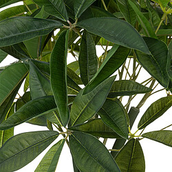 ATMOSPHERA Arbre pachira artificiel