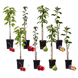 Plant in a Box Plant box Arbres fruitiers - Mélange 8