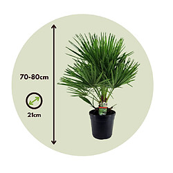 Plant in a Box Chamaerops Humilis - Pot 21 cm