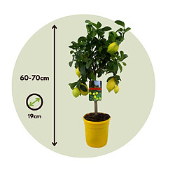 Plant in a Box Plant box Citrus Limon