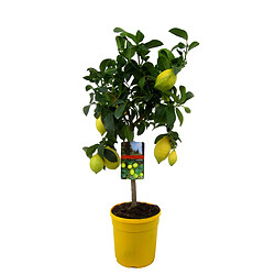 Plant in a Box Plant box Citrus Limon