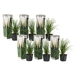 Plant in a Box Cortaderia selloana - Blanc