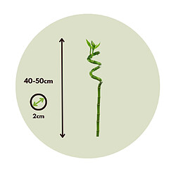 Plant in a Box Dracaena sanderiana - Ensemble de 6