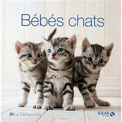 Bébés chats - Occasion
