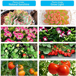 Acheter INF Lampe LED croissance 4 tiges