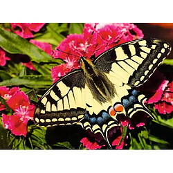 Puzzle adulte
