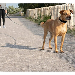 Toilinux Longe pour chien - Longueur 9 m