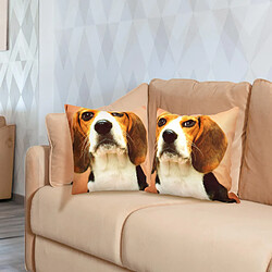 Avis AVIZAR - Chien Beagle