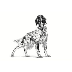 Avis Royal Canin Fibre Loaf 200 g
