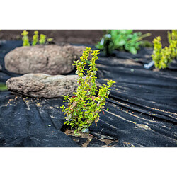 225 m x 1 m feutre de paillage - C000039685_AQUAGART