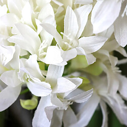 HJH OFFICE AGAPANTHUS Vert/Blanc