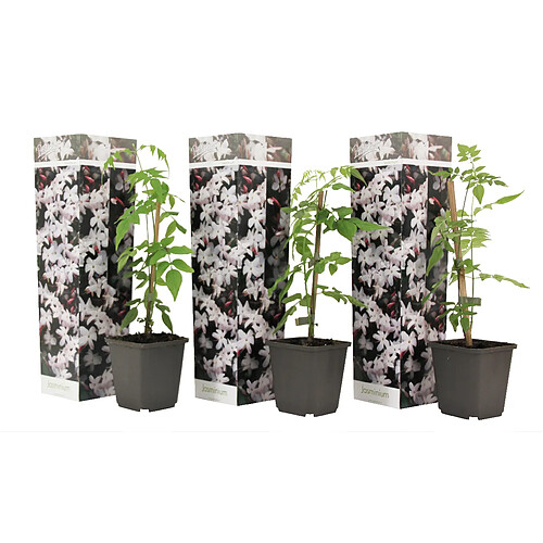 Plant in a Box Jasminoides Officinale - Set de 3 - Blanc - Jasmin - Pot 9cm - Hauteur 25-40cm