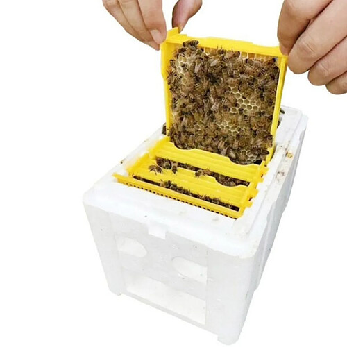 Wewoo Boîte de tête d'abeille de reproduction en mousse de pollinisation