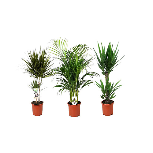 Plant in a Box Indoor Palm Mix XL - Mélange de 3 plantes - Palme - Pot 17cm - Hauteur 70-90cm