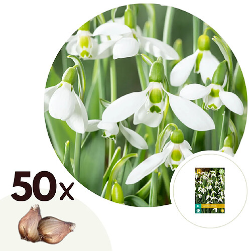 Plant in a Box Galanthus elwesii - Bulbes de perce-neige x50