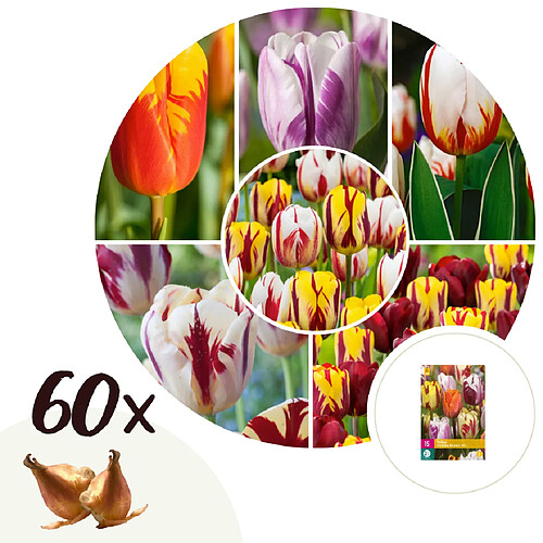 Plant in a Box Tulipa Flaming Beauty Mix - Bulbes de tulipes x60