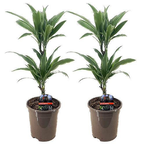 Plant in a Box Dracaena deremensis 'Warneckei' - Set de 2 - Taille du pot 17 cm - H 60-70 cm