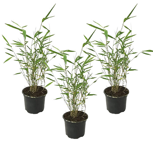 Plant in a Box Fargesia papyrifera Grex - Lot de 3 Bambou Bleu - Pot 13cm - Hauteur 30-40cm